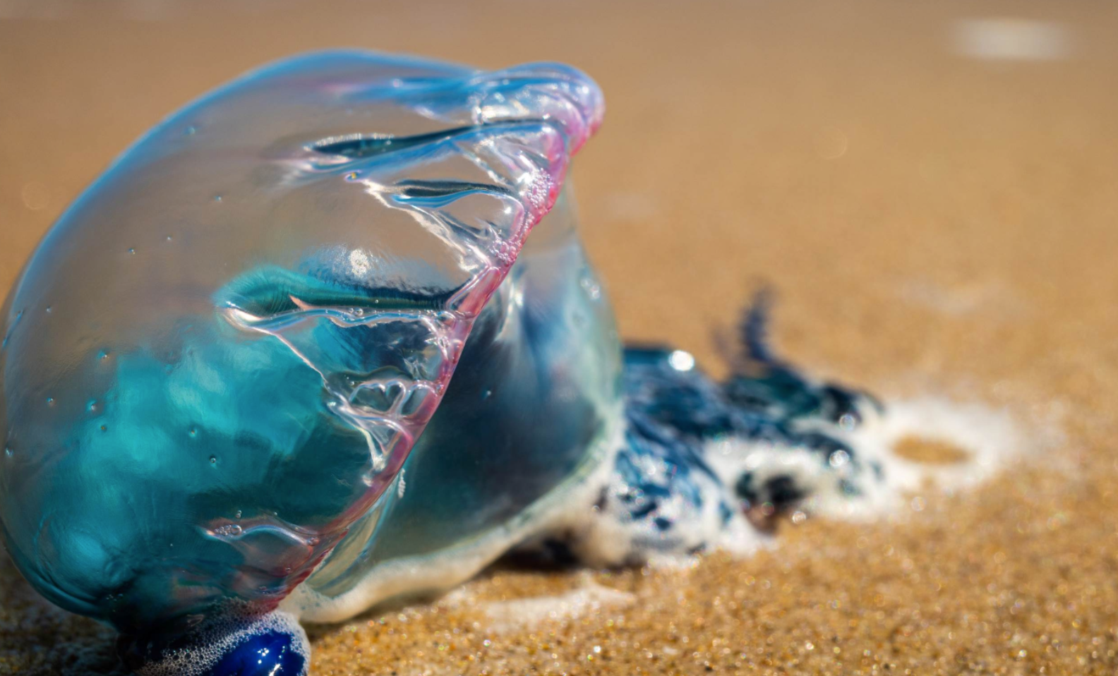 Medusas atacan a bañistas en Yucatán